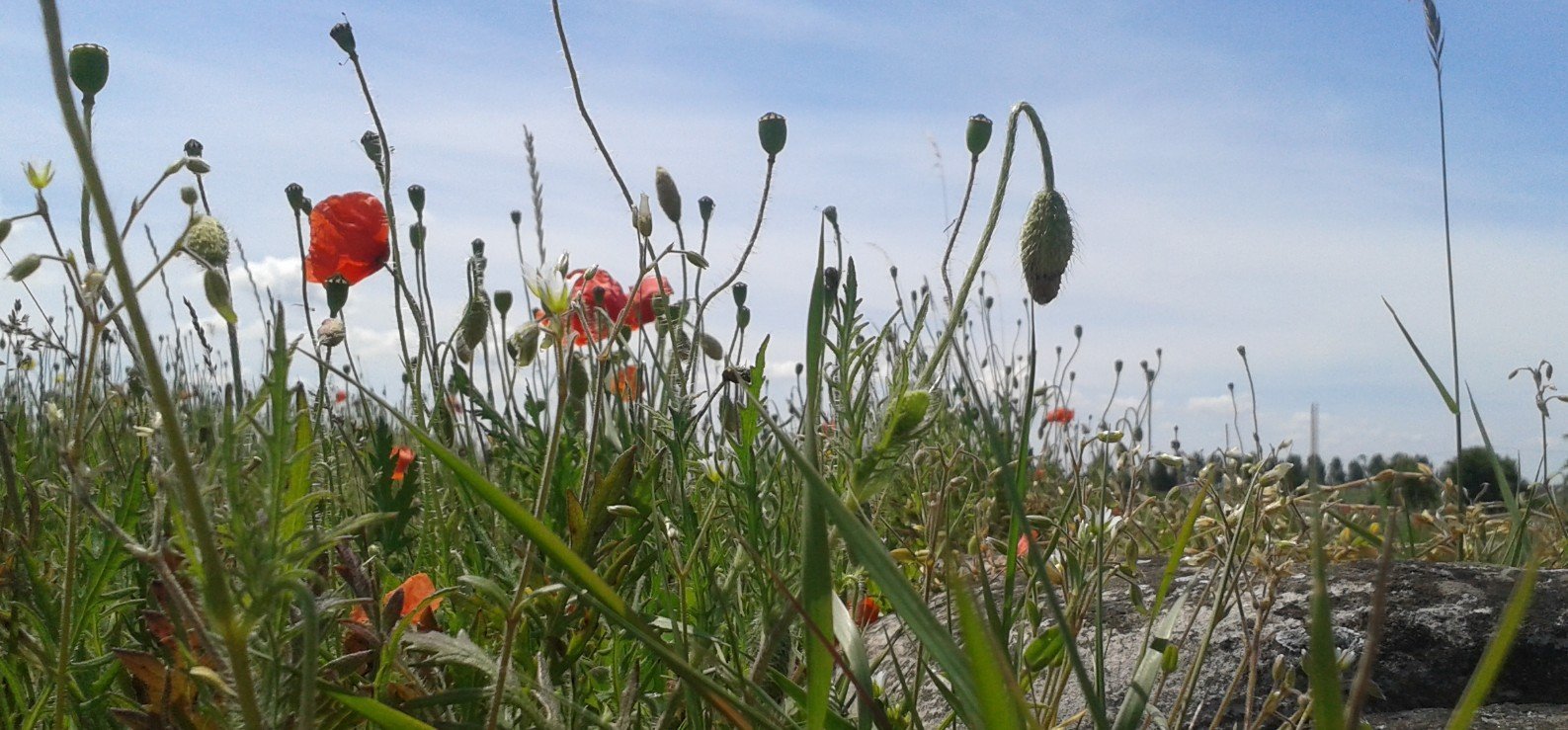 flanders field