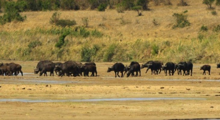 africa